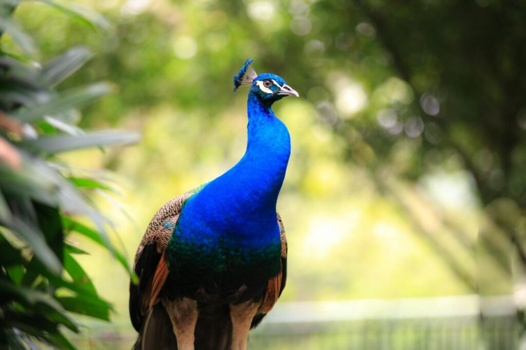 A vibrant blue Indian peafowl stands in a lush setting.