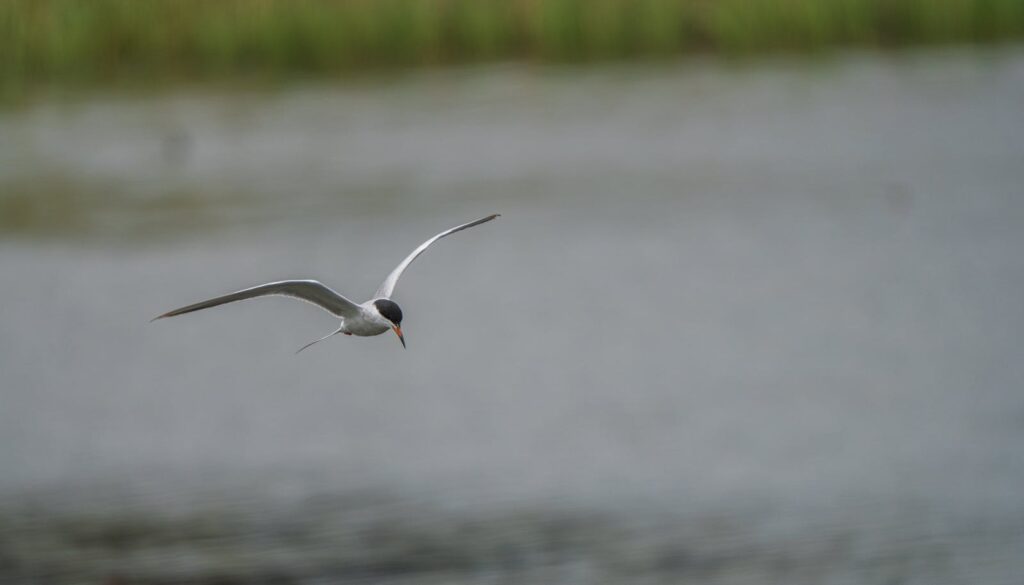 A beautiful arctic tern gracefully soars over a serene body of water, with wings fully spread.