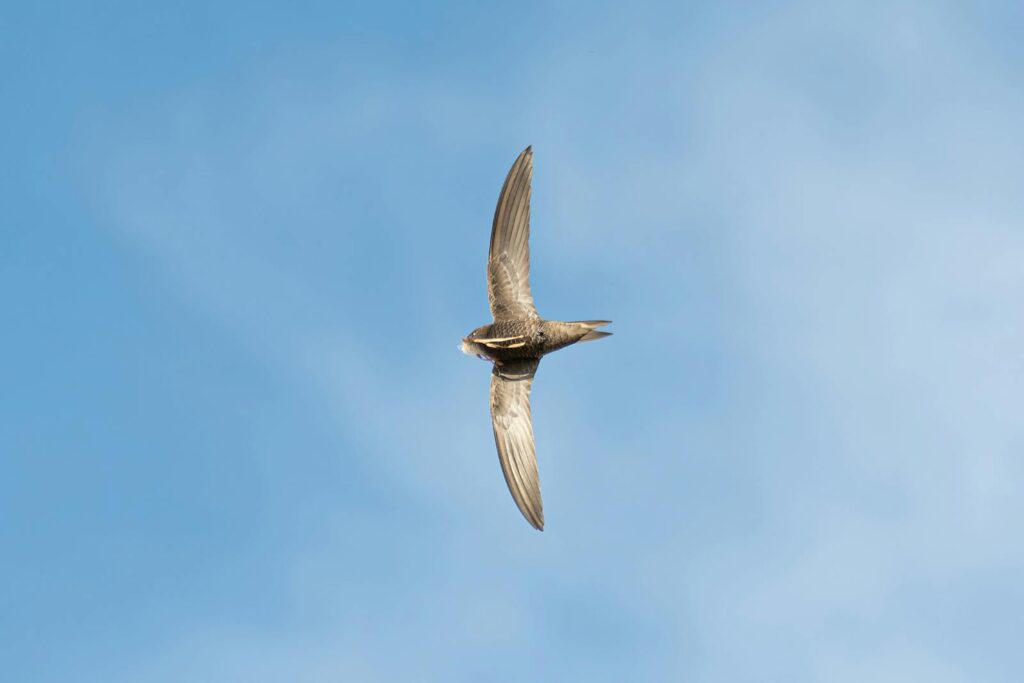 A Common swift with dark plumage soars against a clear blue sky.