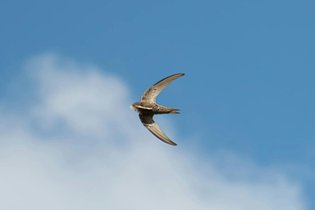 Captivating shot of a common swift in flight against a vibrant blue sky.
