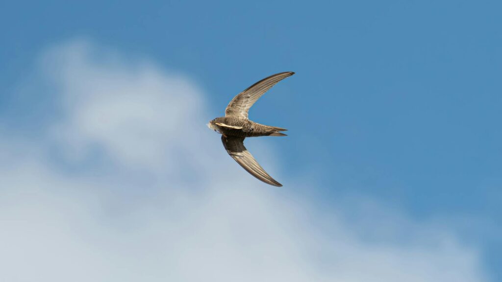 Captivating shot of a common swift in flight against a vibrant blue sky.