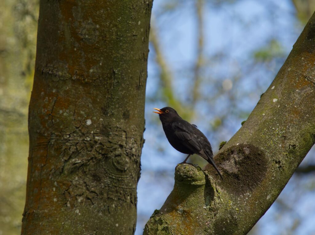 A blackbird perched on a tree branch singing in a serene natural setting.