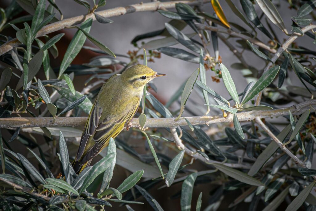 A wood warbler sits gracefully on a branch amidst lush leaves, showcasing nature's beauty.