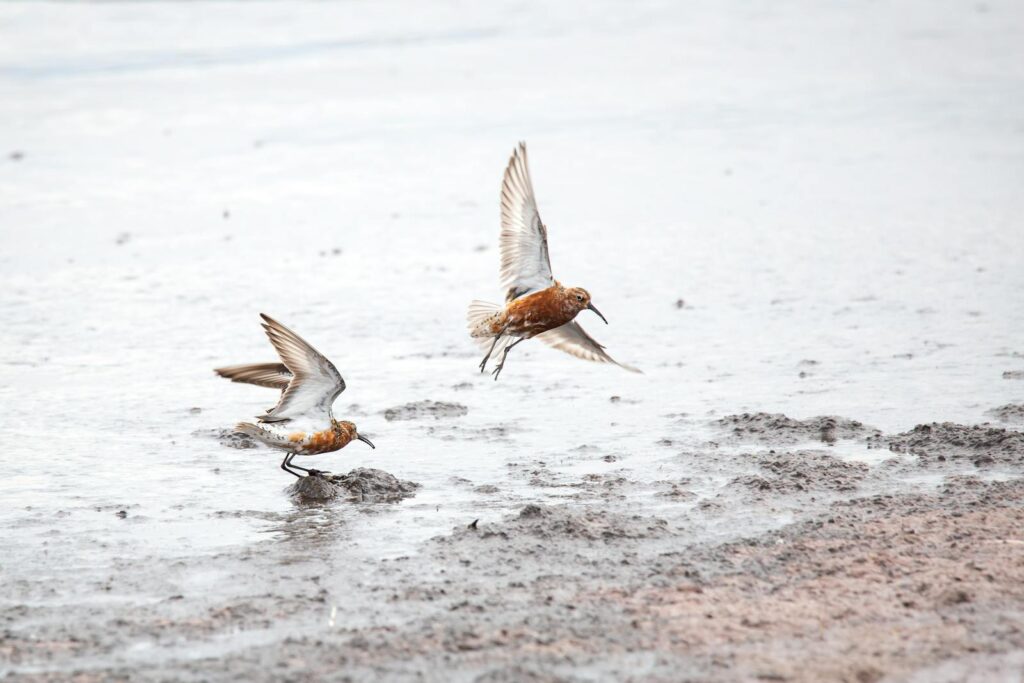 Two shorebirds flying over a muddy shoreline, capturing nature's elegance at coastal beach.