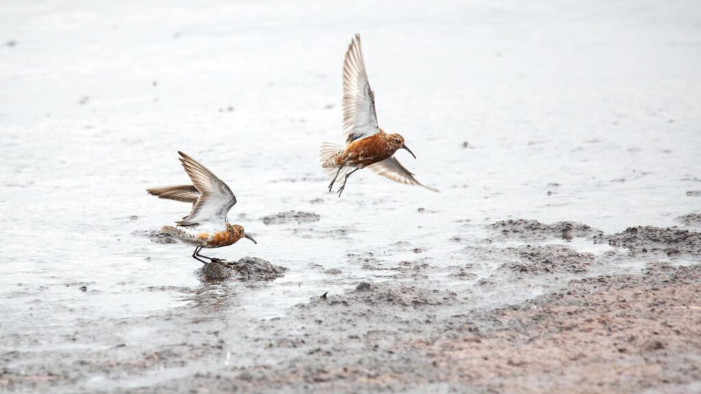 Two shorebirds flying over a muddy shoreline, capturing nature's elegance at coastal beach.