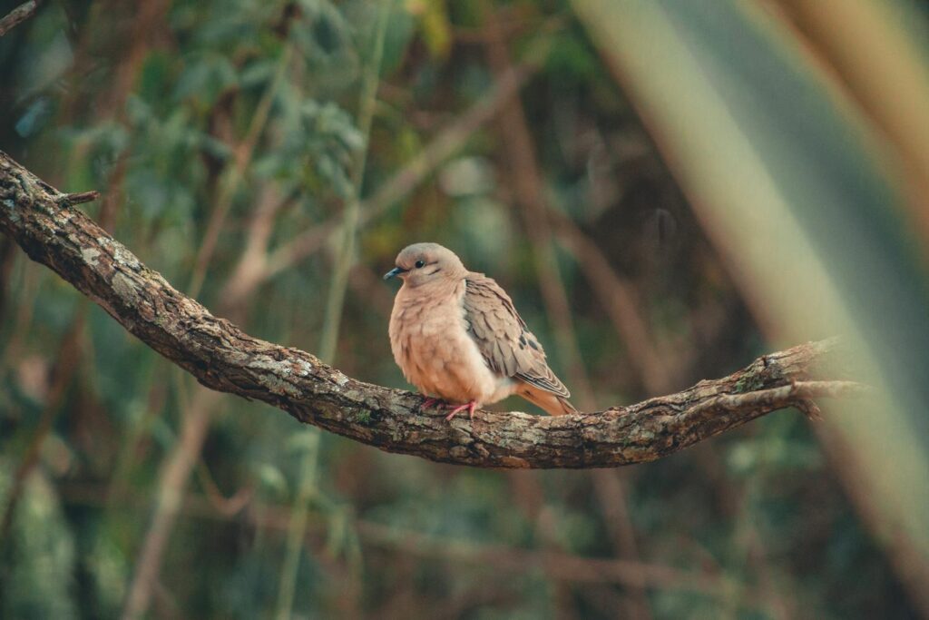 A Mourning dove rests on a textured tree branch.