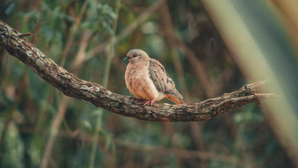 A Mourning dove rests on a textured tree branch.
