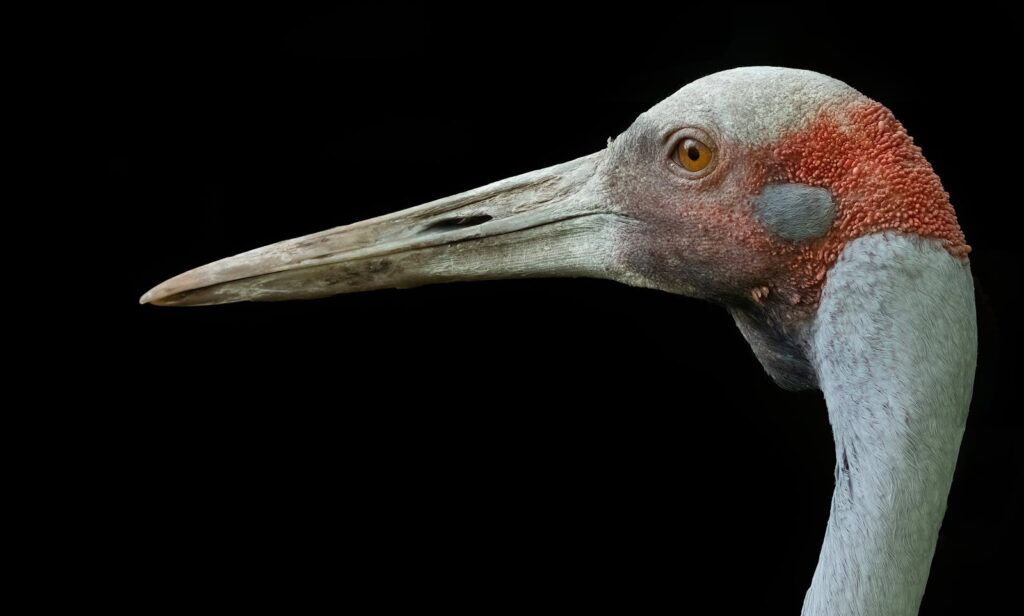 Detailed side profile of a sarus crane against a dark background.