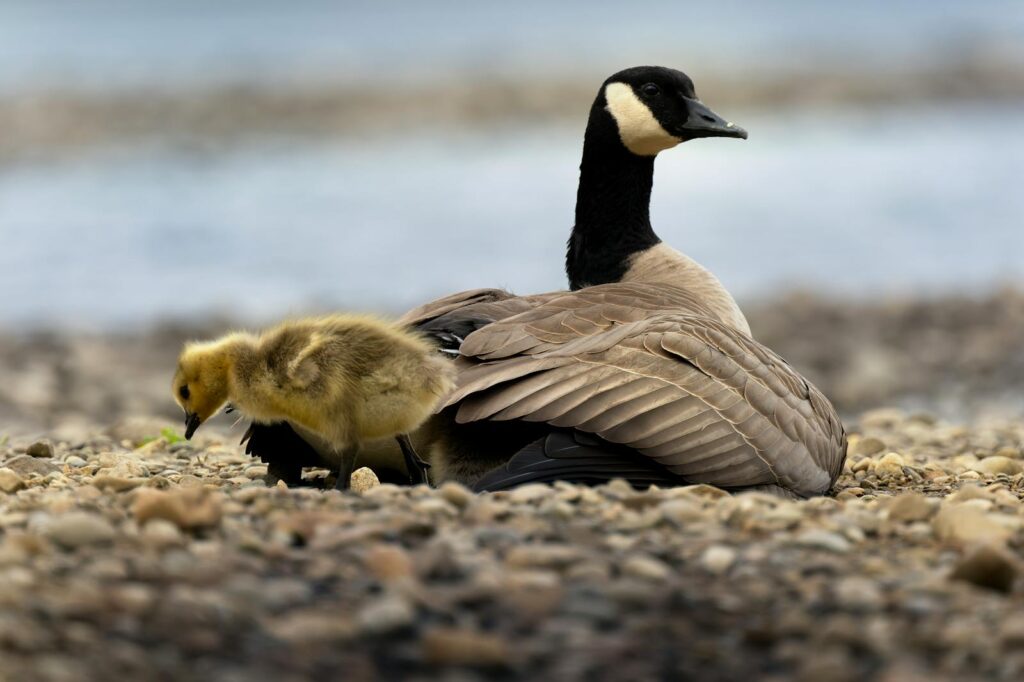 Canada Goose sits with a gosling on a pebbled lakeshore, showcasing wildlife in East Wenatchee.