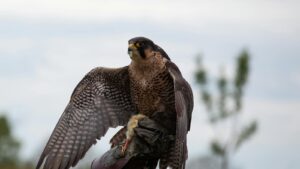 A majestic Peregrine Falcon perched on a falconer's glove outdoors, showcasing its feathers.