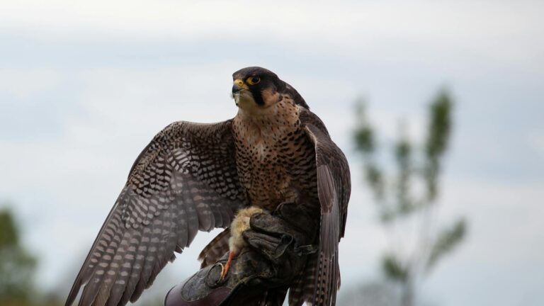 A majestic Peregrine Falcon perched on a falconer's glove outdoors, showcasing its feathers.