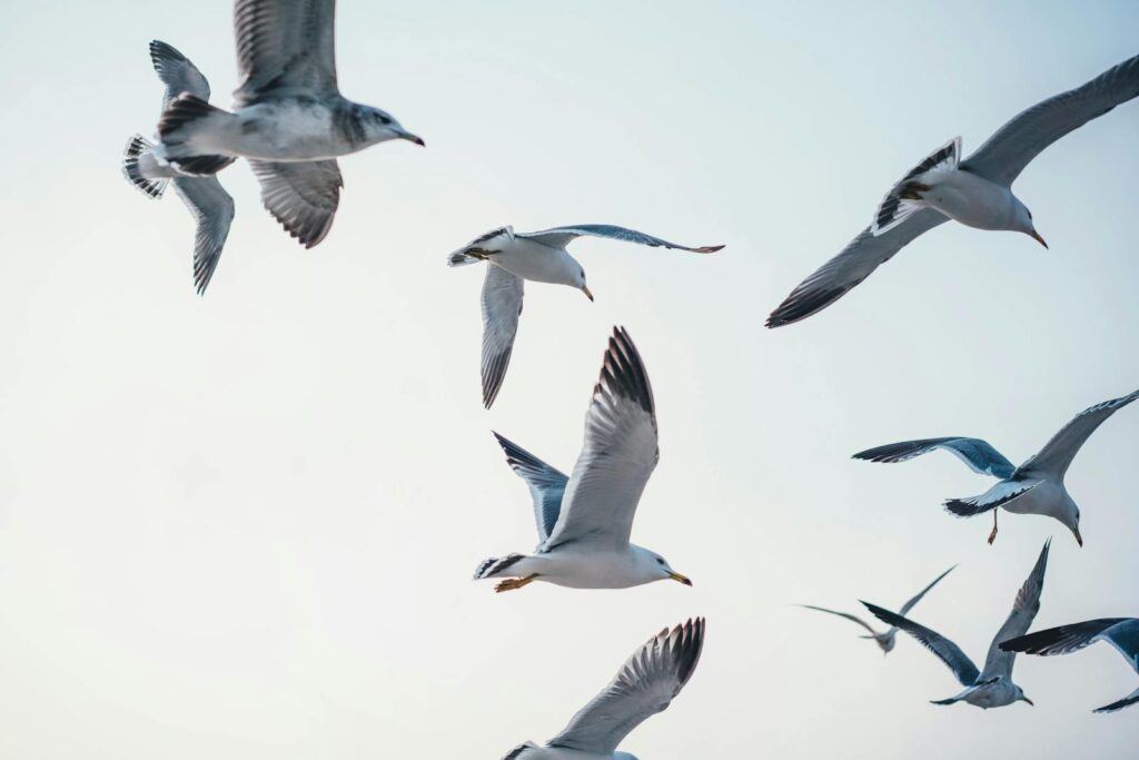 A flock of seagulls gracefully flying under a clear and bright sky.