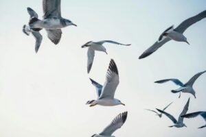 A flock of seagulls gracefully flying under a clear and bright sky.