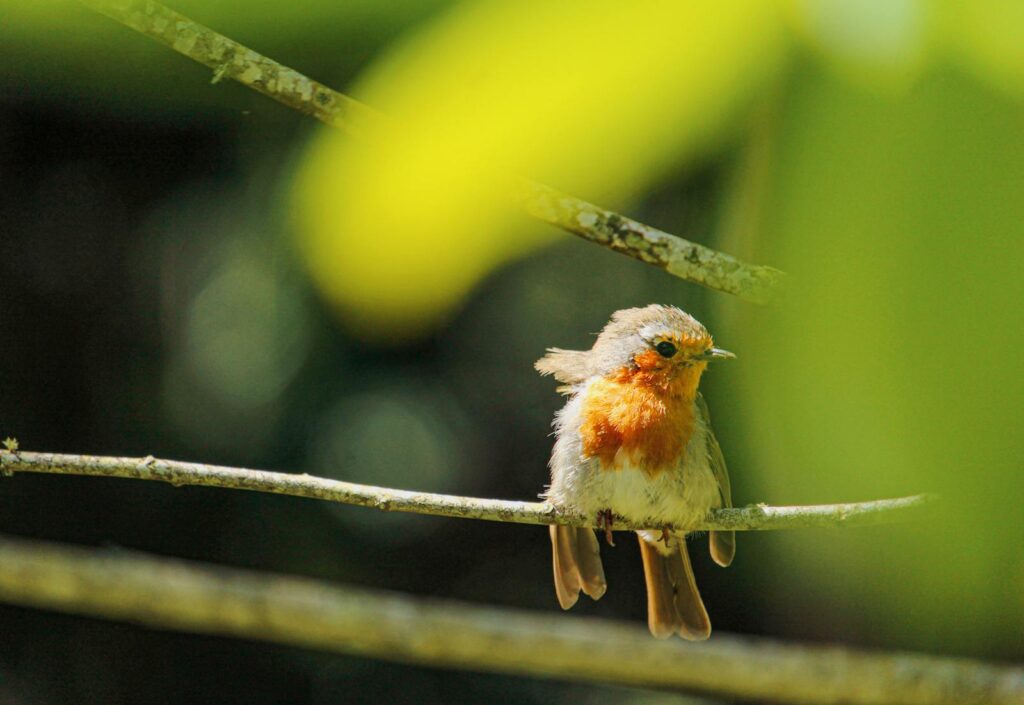 A vibrant robin sits gracefully on a branch surrounded by lush green foliage in a garden setting.