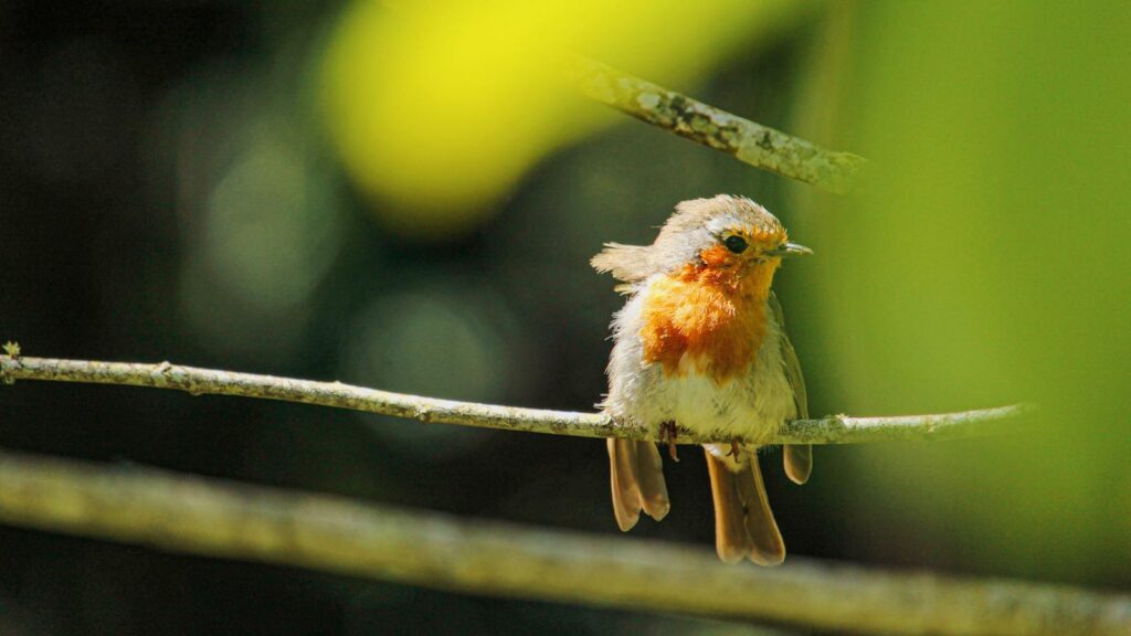 A vibrant robin sits gracefully on a branch surrounded by lush green foliage in a garden setting.