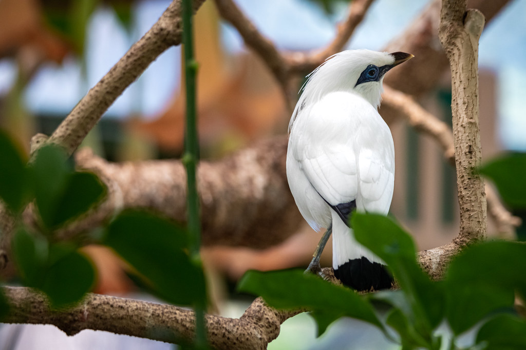 A Bali myna with white plumage, a blue patch around its eye, and a yellow-tipped beak perches amongst branches and green leaves.