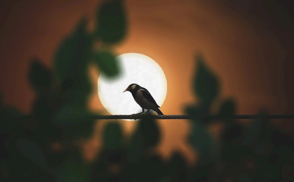 A silhouette of a bird perched on a wire against a beautiful sunset backdrop.