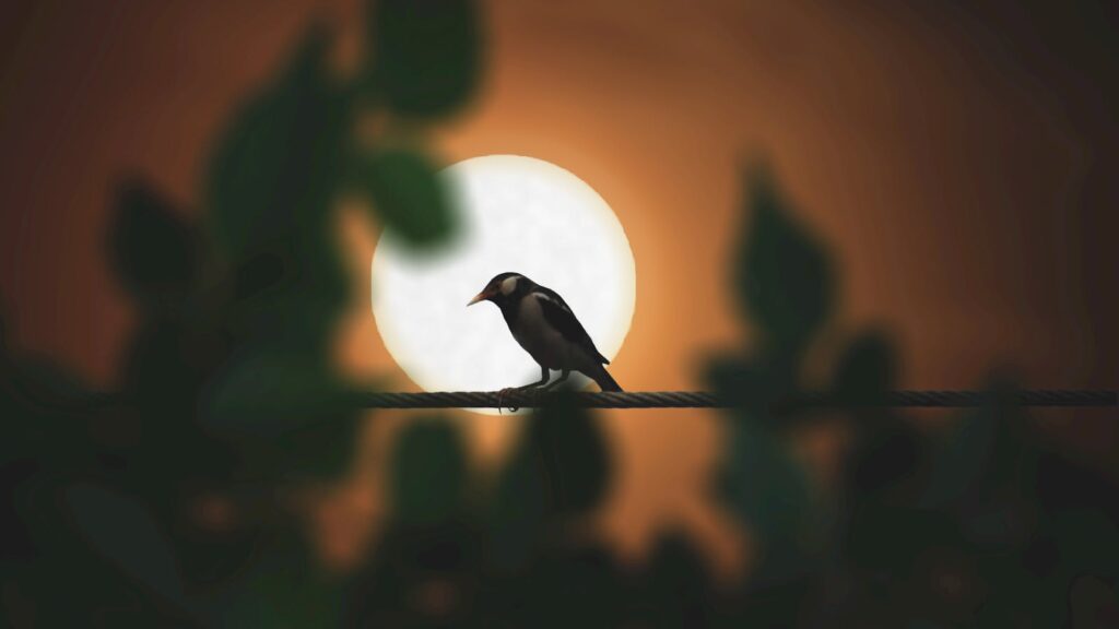 A silhouette of a bird perched on a wire against a beautiful sunset backdrop.