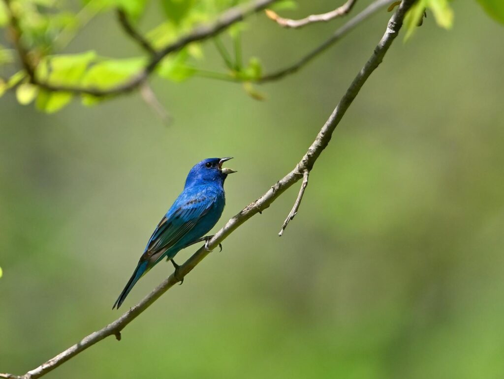 A striking indigo bunting sings joyfully on a branch.