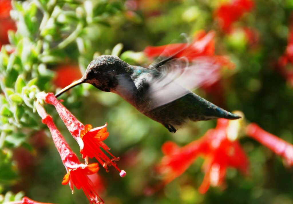 A hummingbird pollinating red tubular flowers in a sunny garden.