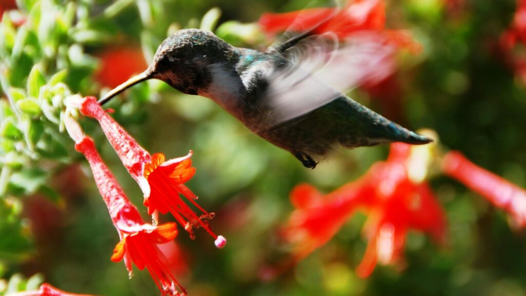 A hummingbird pollinating red tubular flowers in a sunny garden.