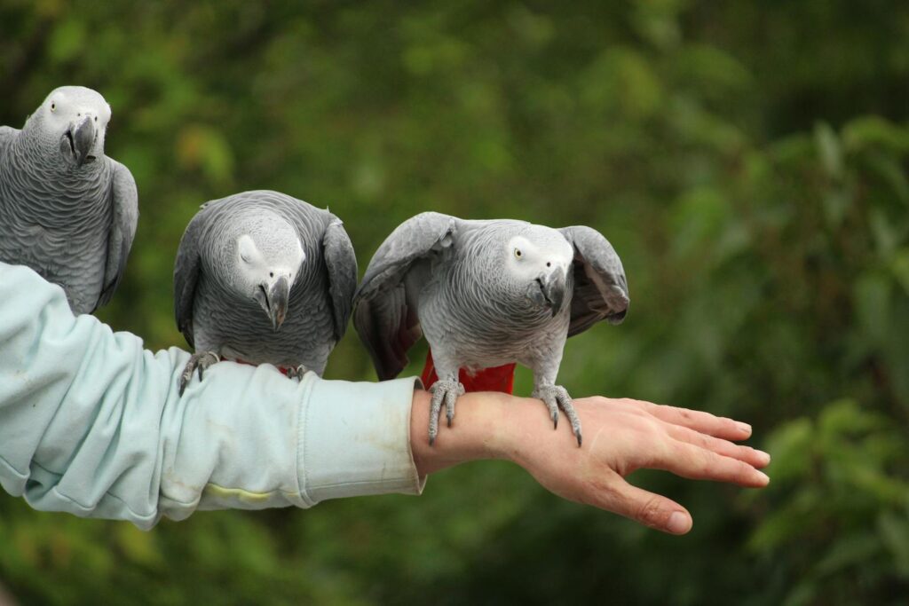 Three African Grey Parrots sitting on an outstretched arm in a natural outdoor setting.