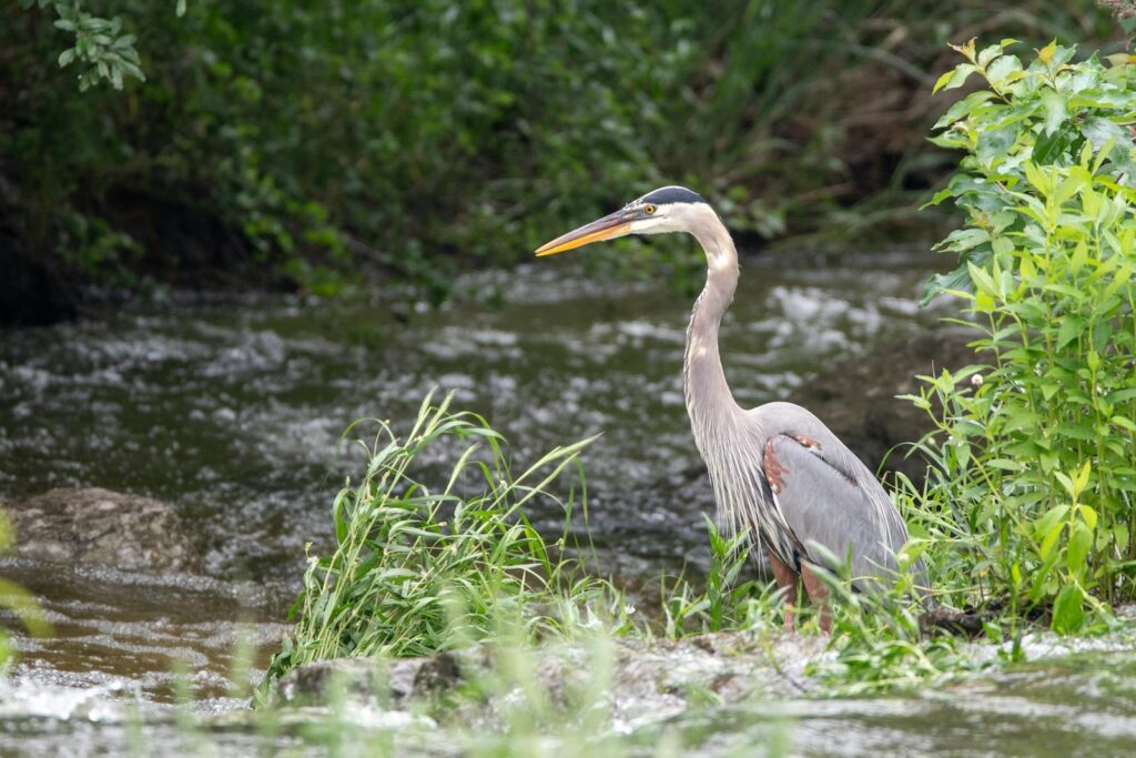 A majestic Great Blue Heron stands by a flowing stream in lush greenery, showcasing its natural habitat.