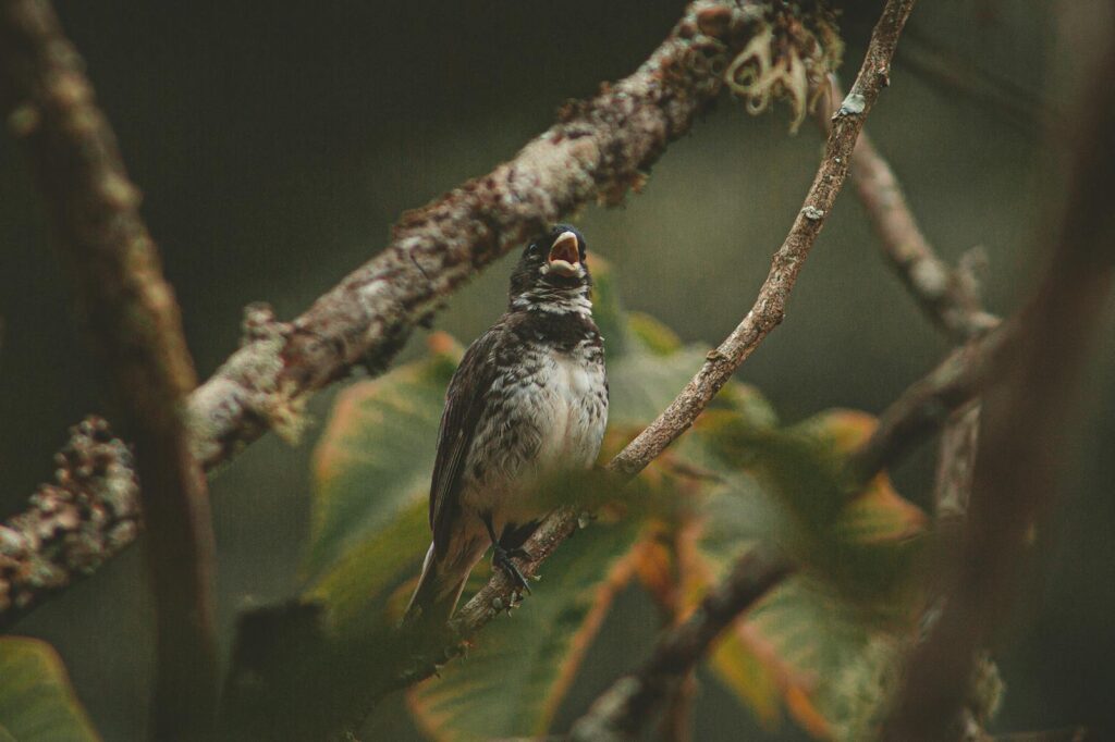 A songbird perched among branches, showcasing its intricate plumage with a blurred background.
