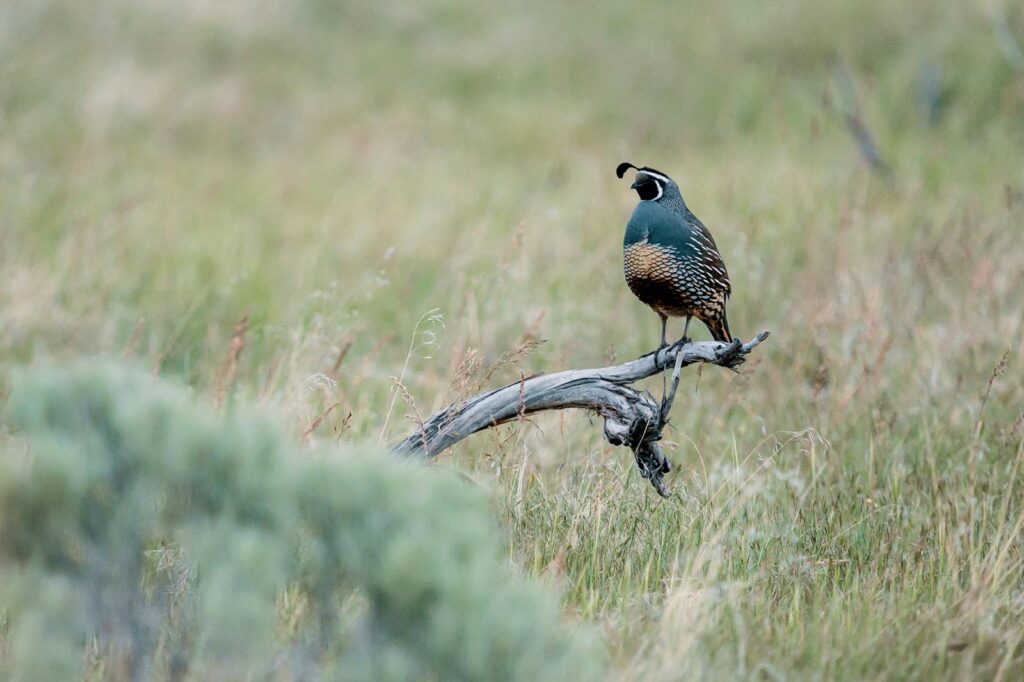 A California Quail perched on a branch in a grassland setting, showcasing its vibrant plumage.