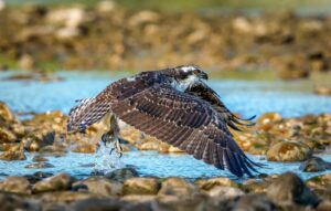 Osprey flying over rocks and water, showcasing wildlife in action.