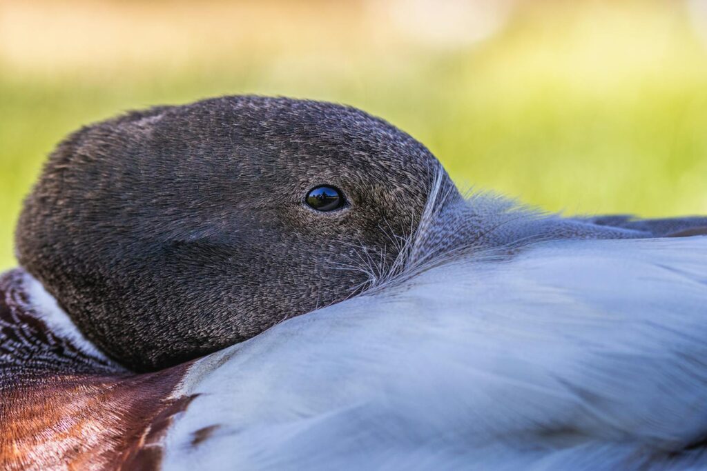 A Northern shoveler tucks its head into its feathers.
