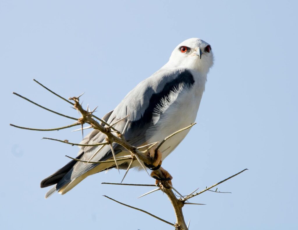 A majestic Letter-Winged Kite perched on a thorny branch under a clear sky.