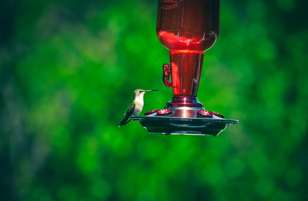 A hummingbird perched and drinking from a red glass feeder with a green blurred background outdoors.