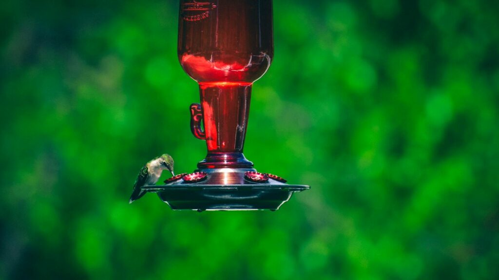 A hummingbird feeds at a red nectar feeder against a lush green background.
