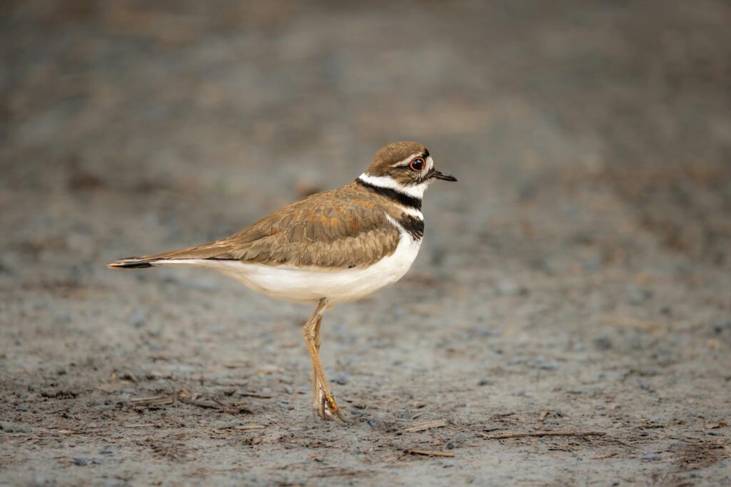 Close-up of a Killdeer bird standing on a muddy ground.