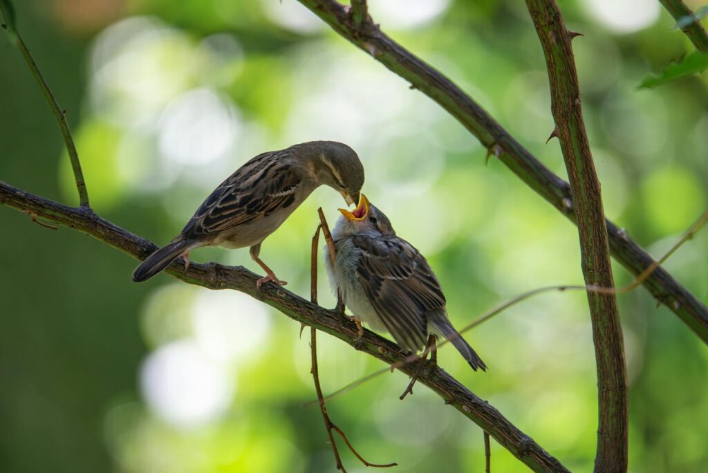 A tender moment of a sparrow feeding its chick on a branch in nature.