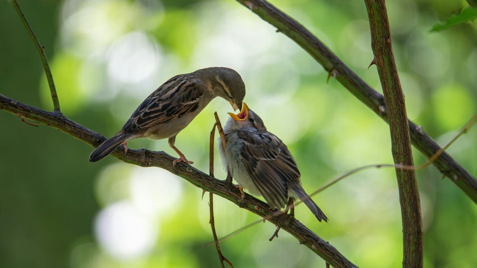 Why Birds Love Mealworms (And How to Offer Them) - bird-life.com