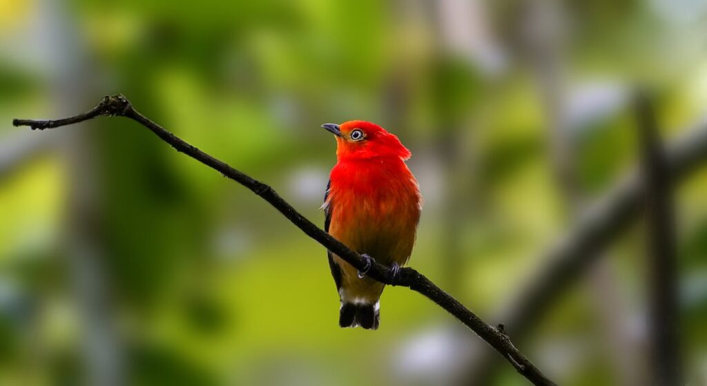 A vivid red Band-Tailed Manakin sits gracefully on a branch in a lush green forest.