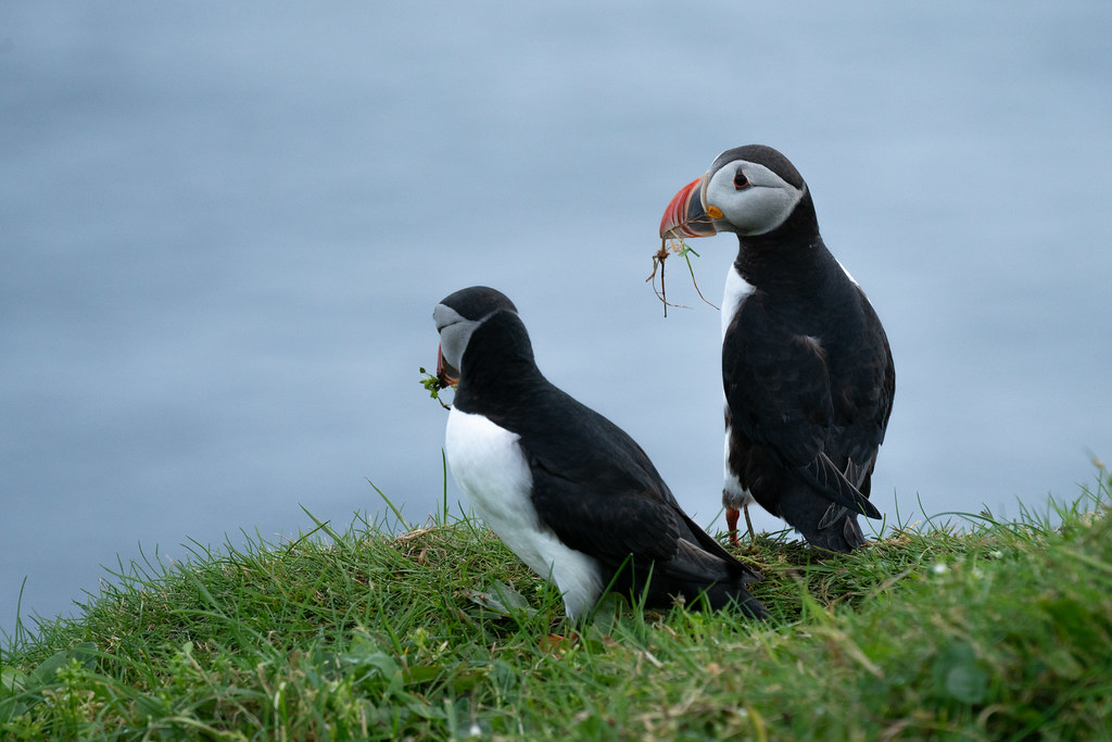 Two puffins with colorful beaks stand on a grassy cliff, each holding nesting material.