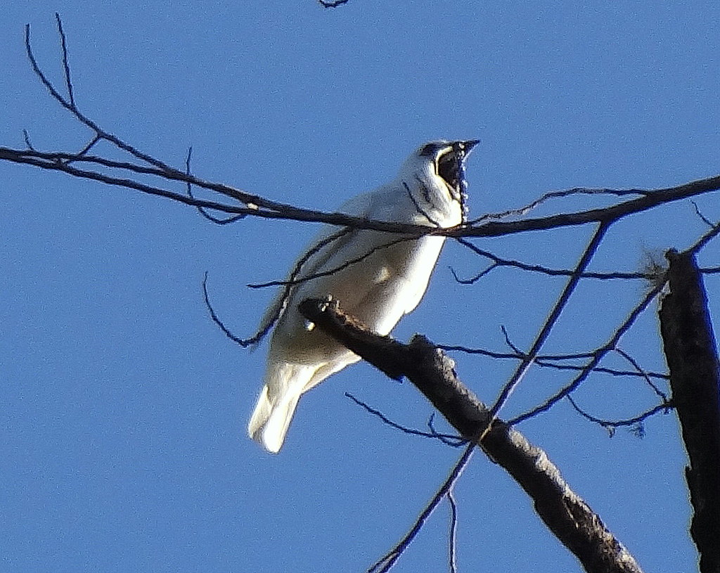 A White Bellbird with its mouth open on a branch.