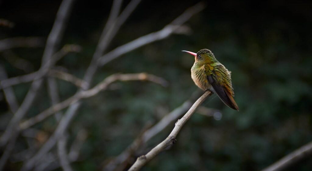 A vibrant hummingbird with a red beak perched on a bare tree branch in nature.