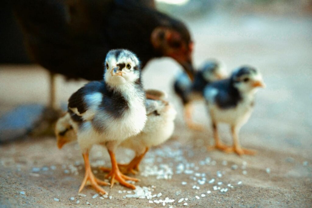 Adorable yellow and gray chicks with a hen, foraging outdoors.