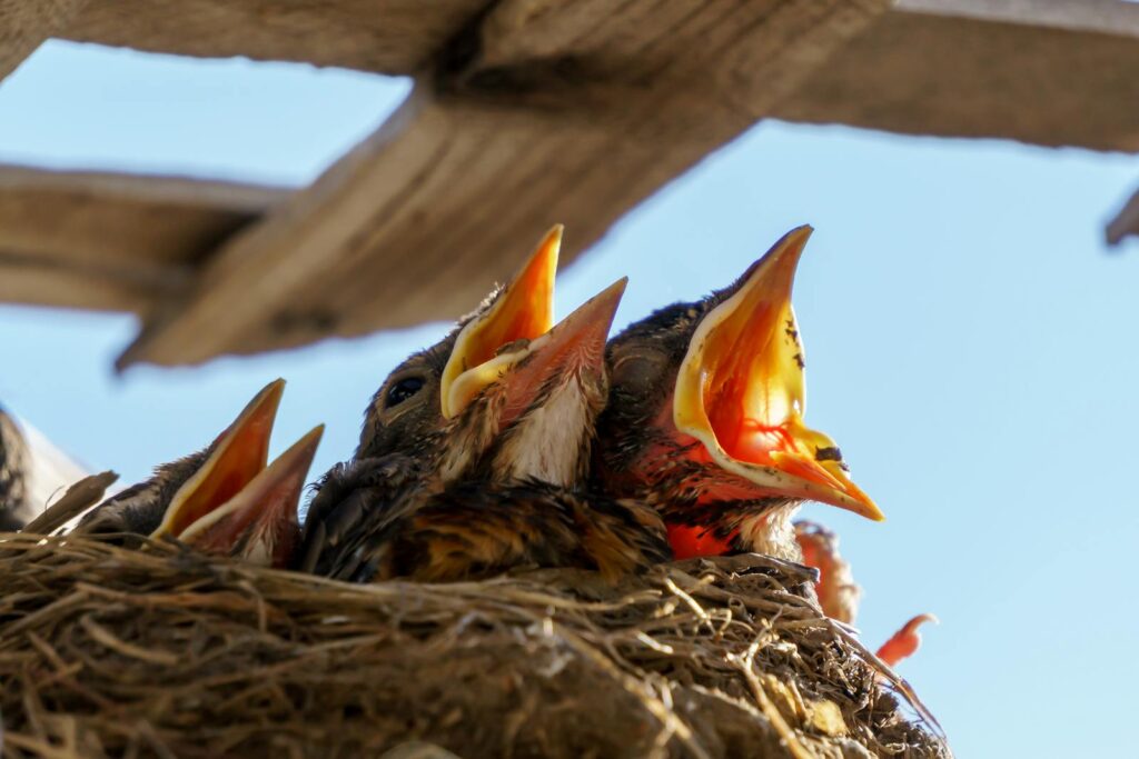 Closeup of nestling birds with open beaks in a nest, under clear sky.