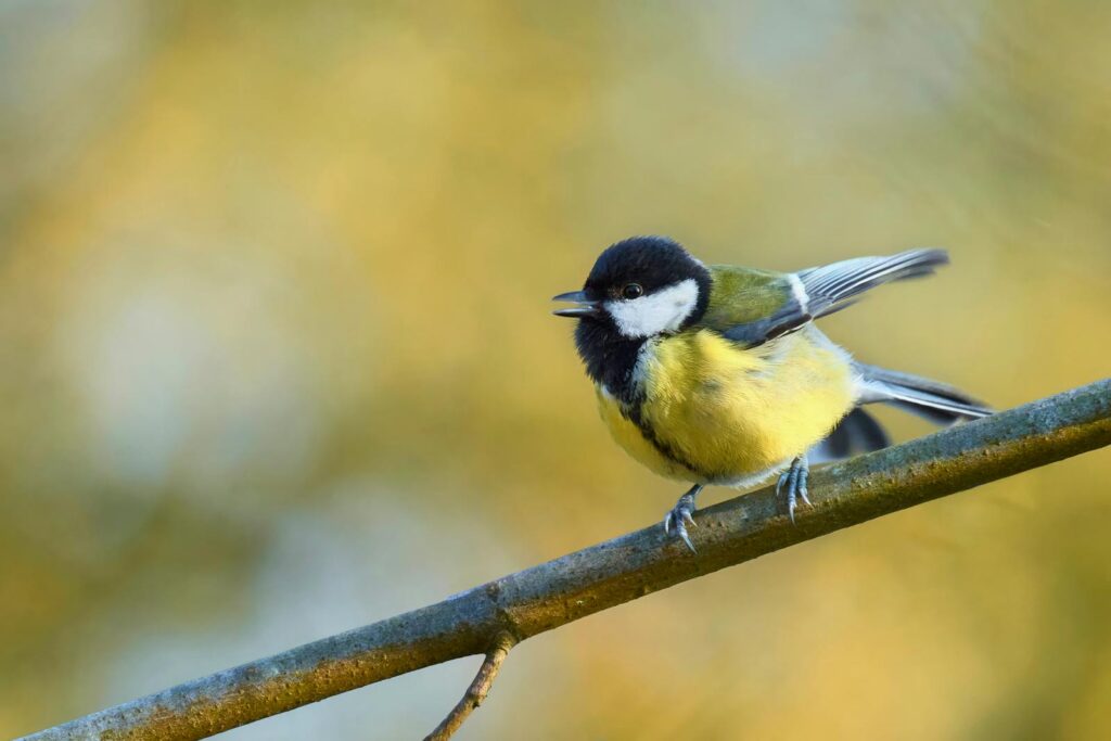 A Great Tit perches on a branch, seemingly about to fly.