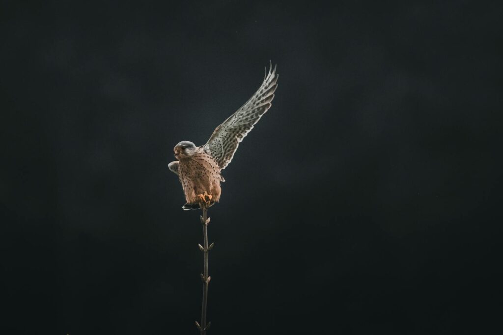 Peregrine falcon poised on a branch with wings extended, showcasing its majestic plumage.