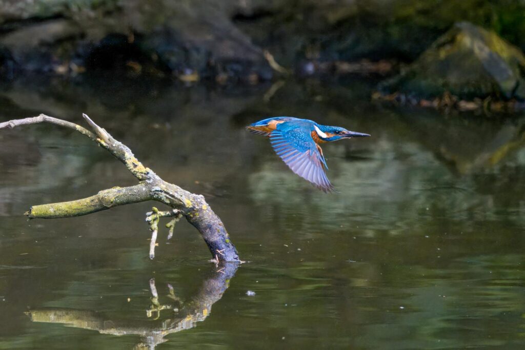 A vibrant kingfisher flies over a serene body of water near a moss-covered branch.
