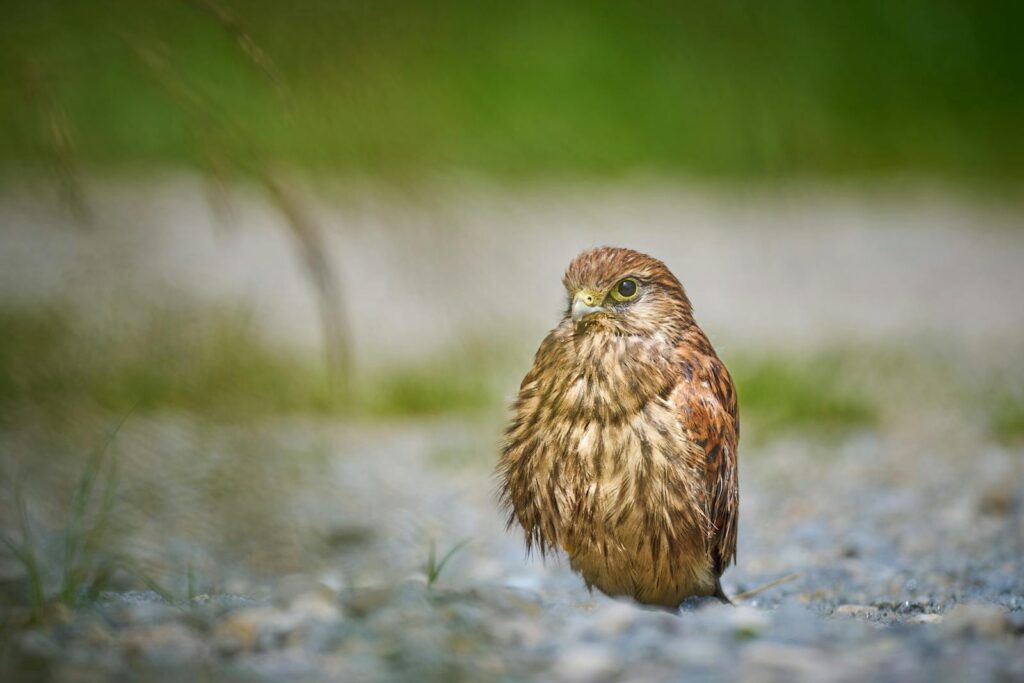 A detailed close-up of a common kestrel resting on a gravel path, showcasing its natural habitat.