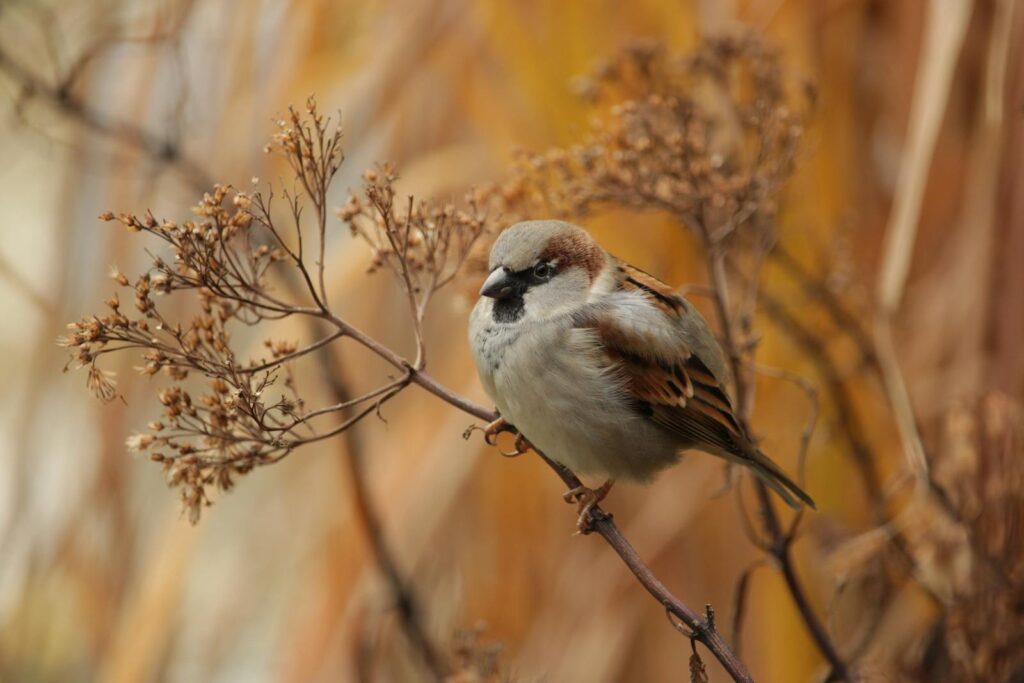 A detailed close-up of a house sparrow perched on a branch, showcasing its natural beauty.