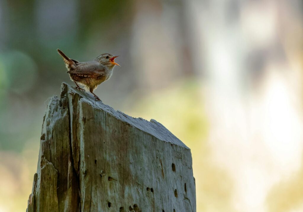 A House Wren sings from the top of a wooden post.