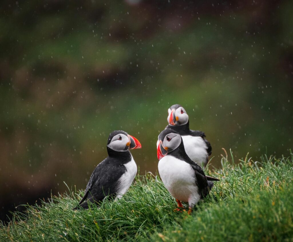 Three Atlantic puffins perched on grassy cliffs in Mykines, Faroe Islands, captured in natural light.